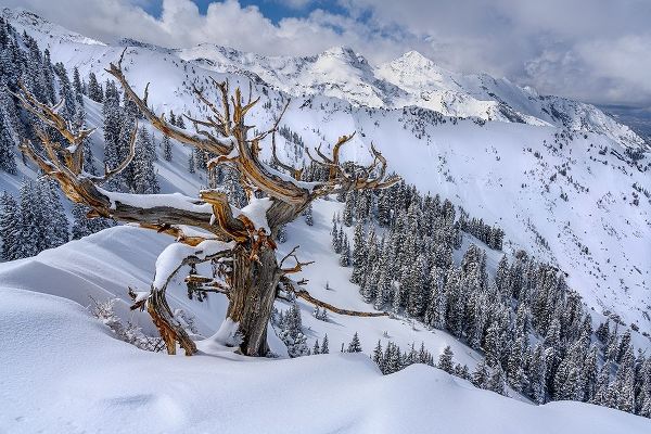 Utah-Ancient Limber pine on ridge during winter Big Cottonwood Canyon near Salt Lake City and Alta